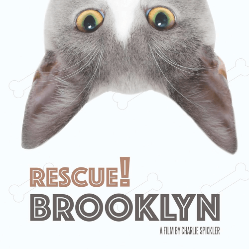 rescue-brooklyn